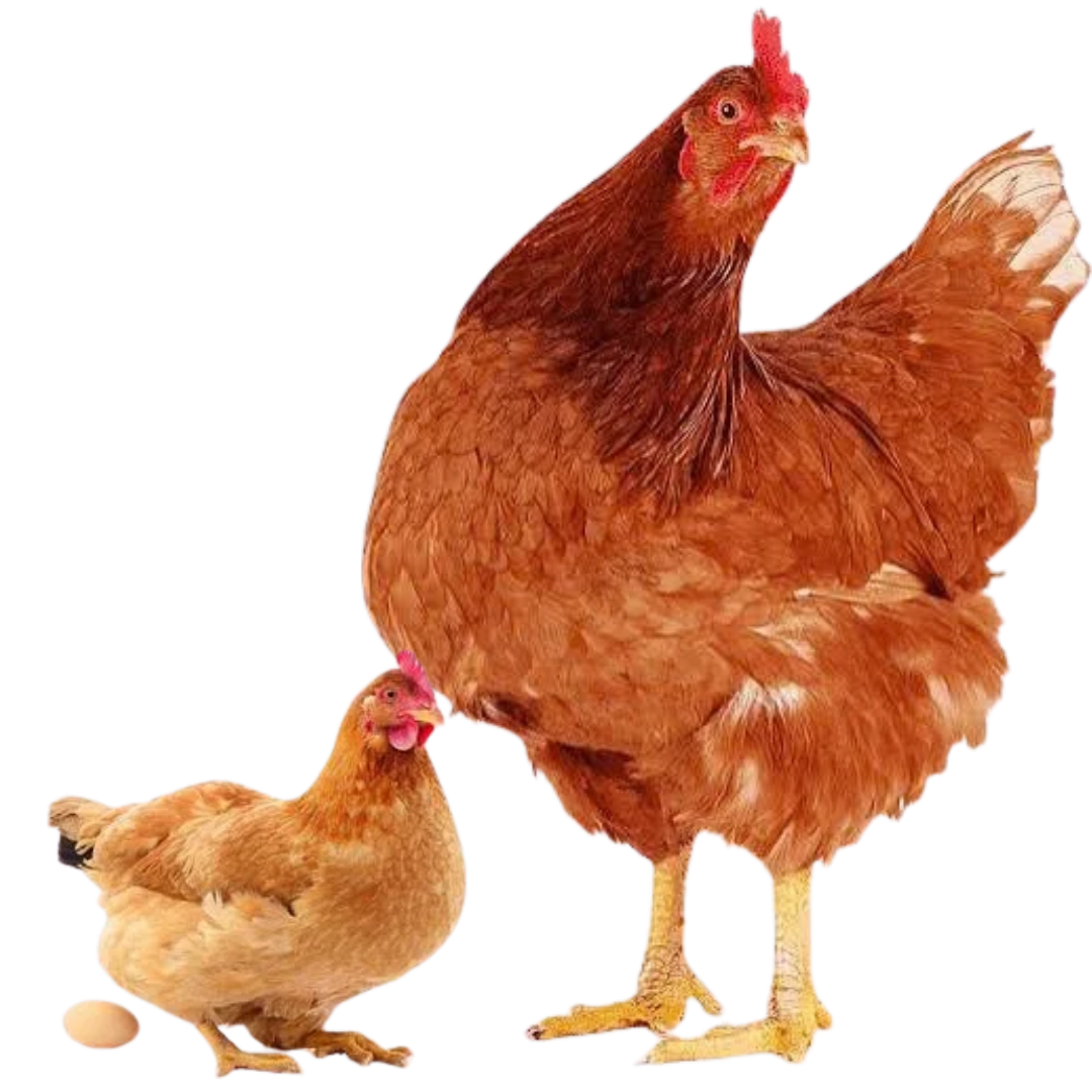 Layer Chicken